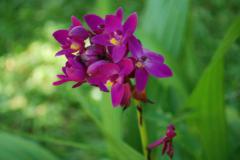 CCO-09-101-blnhende-Orchideen-im-Kinderheim