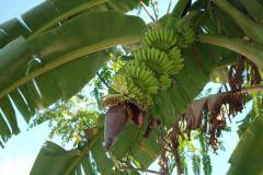 CCO-09-98-hauseigene-Bananenstauden