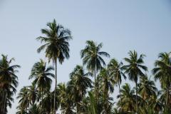 @Palmenhain.053