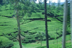 42-Teeplantagen