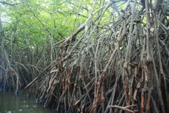 45-Mangrovewald-im-Madu-River