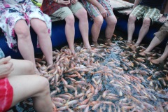 46-Hornhaut-fressende-Fische