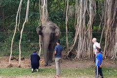 23-Elefanten-im-Uda-Walawe-National-Park