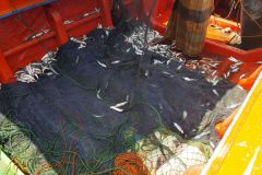 41-Fische-im-Boot